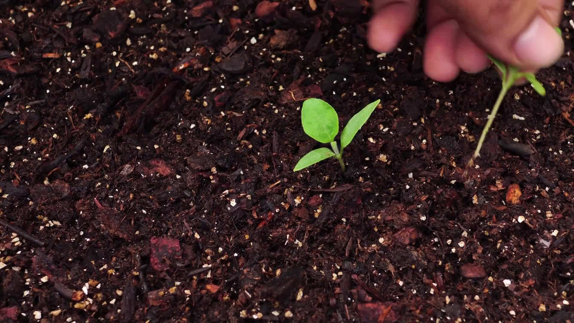 Container Little Prince Eggplant