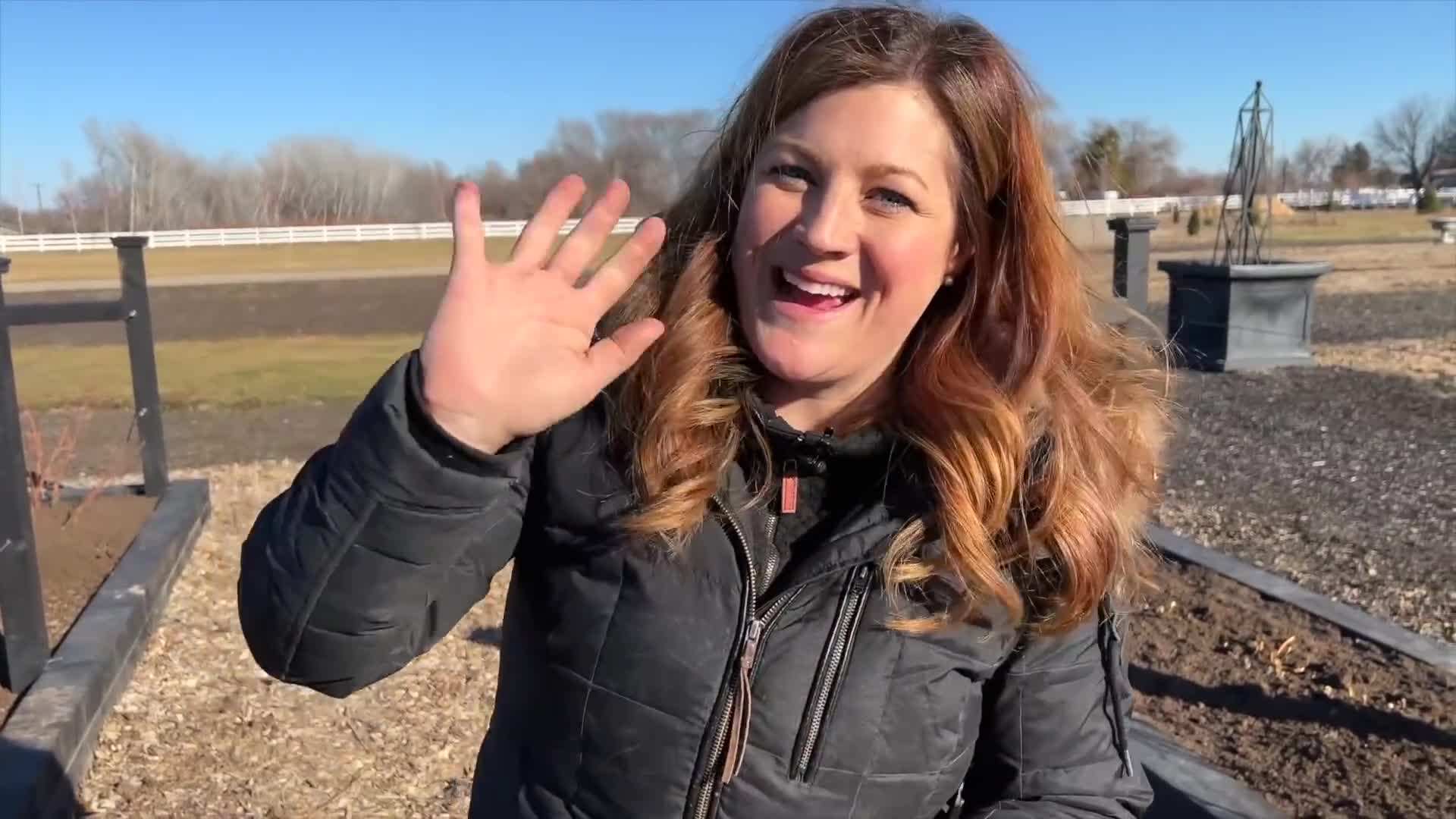 Image of a pruned raspberry plant with removed canes