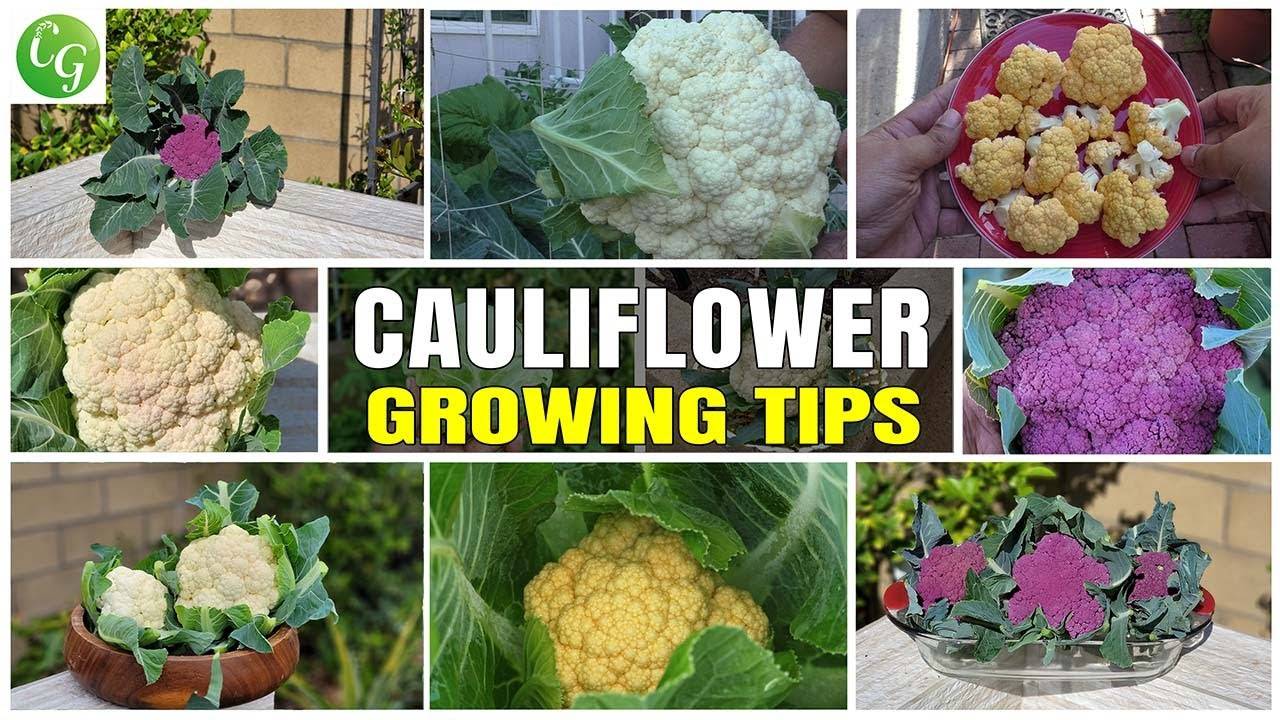 Cultivating Cauliflower from Seed: A Comprehensive Gardening Guide