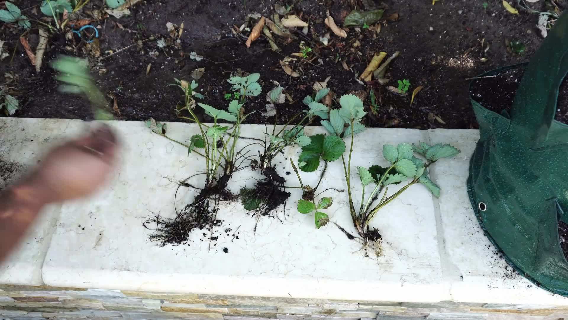 A grow bag with built-in pockets for strawberry plants