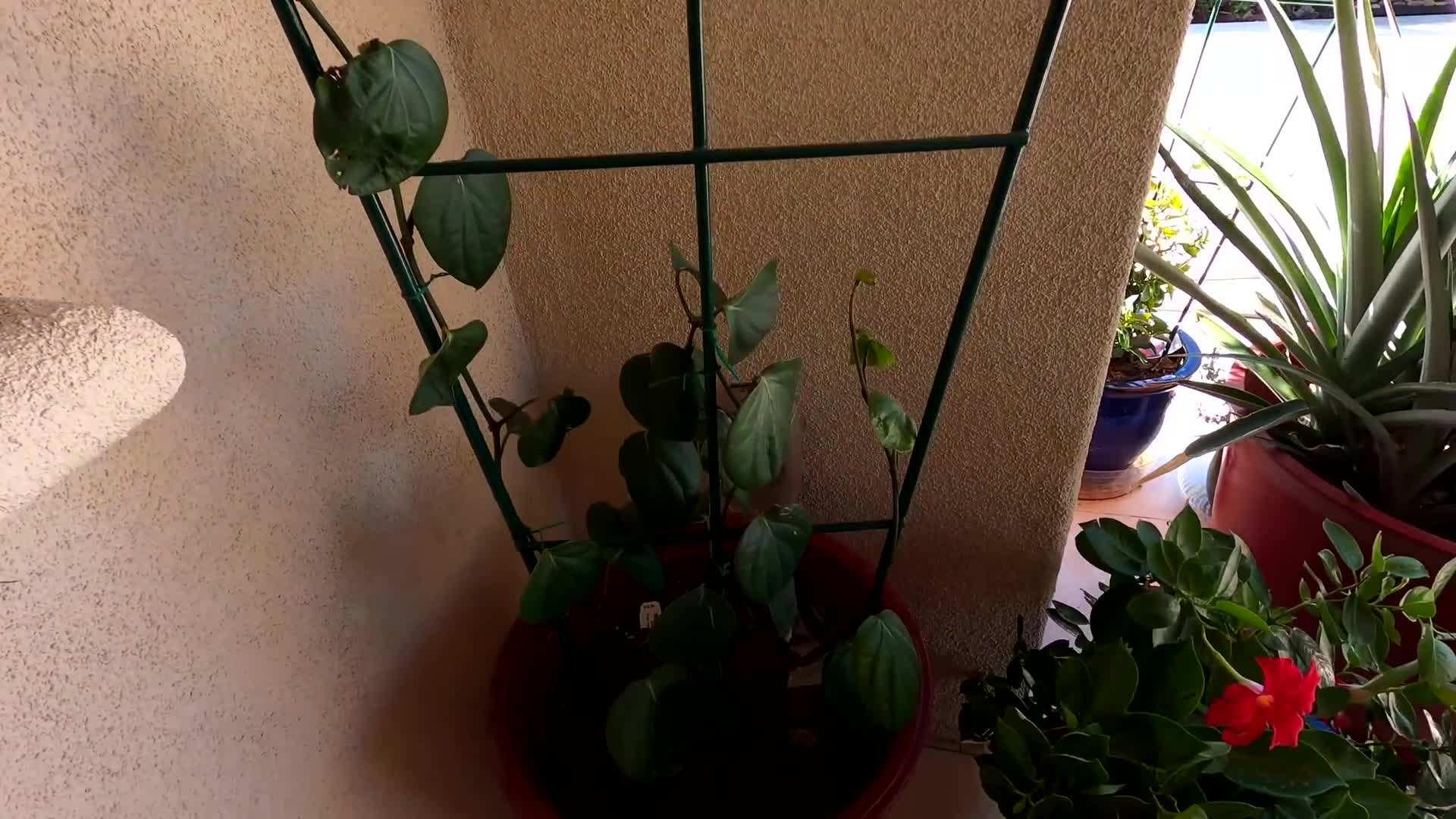 Demonstration of proper watering techniques for container-grown fruit trees