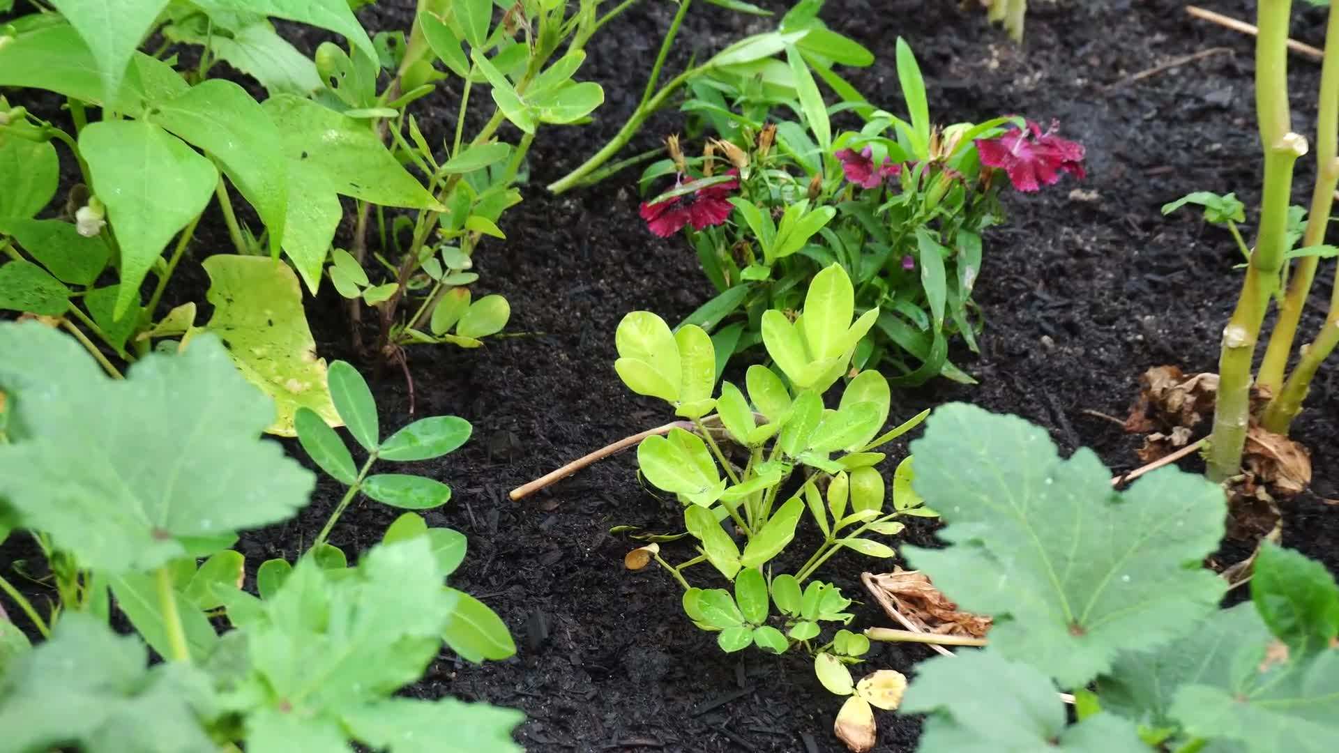 Fresh, raw peanuts from the grocery store