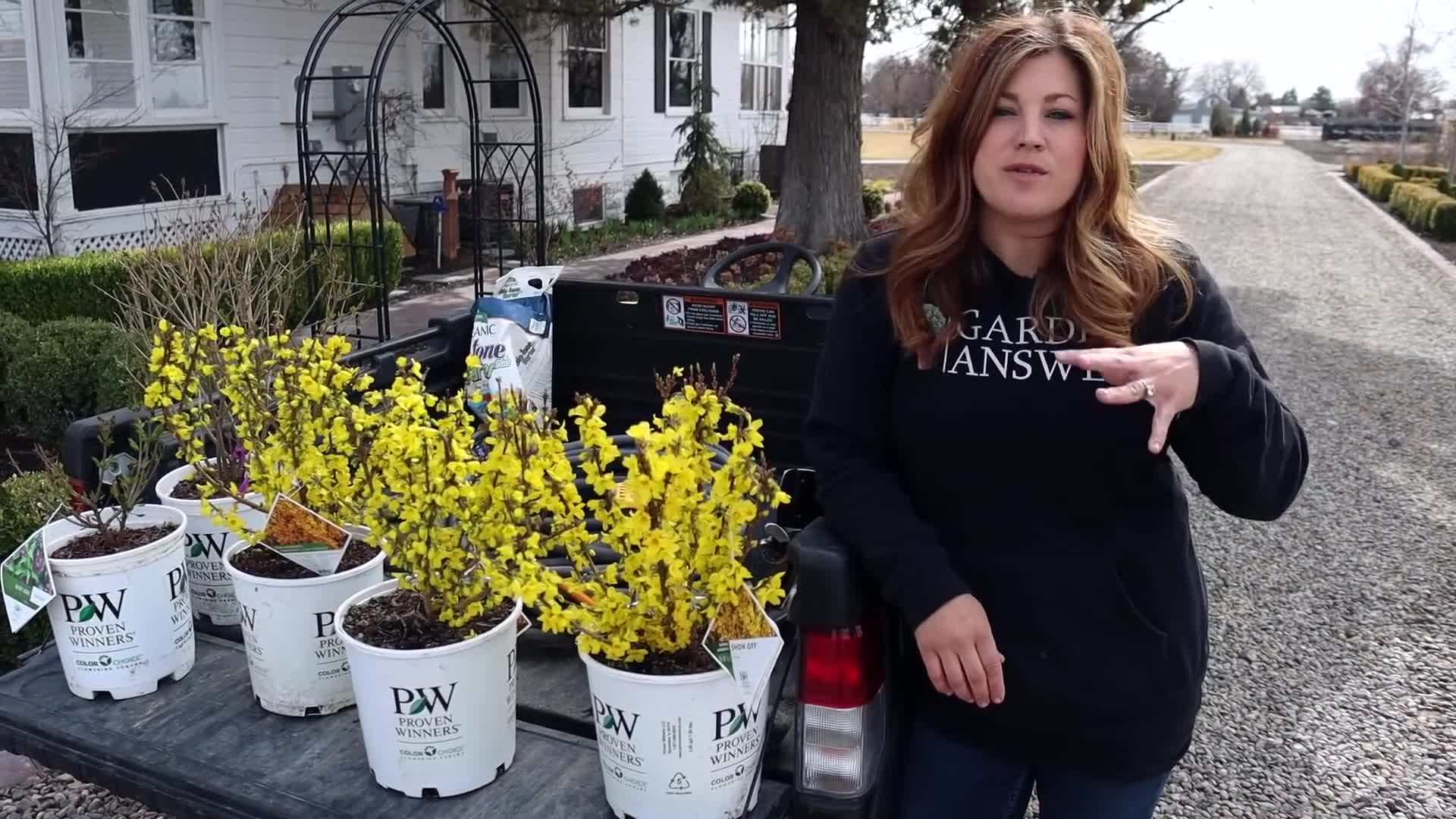 Beautiful yellow forsythia flowers