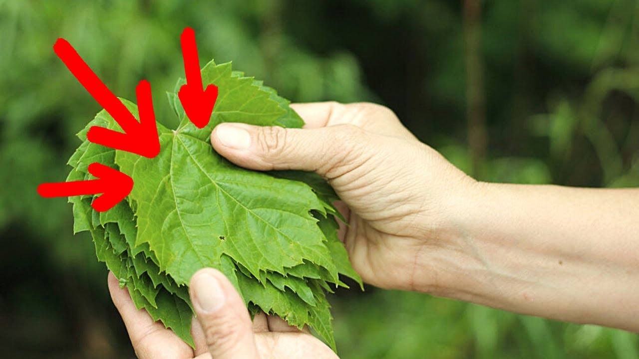 The Amazing Health Benefits of Grape Leaves - A Natural Cure