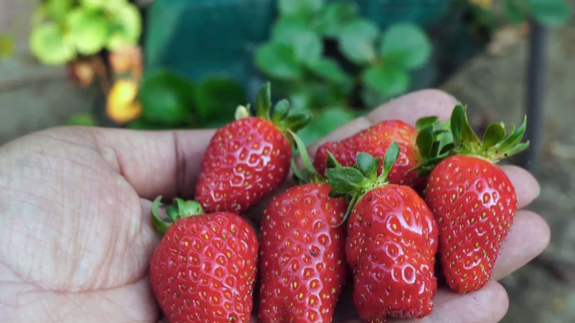 Applying organic liquid fertilizer to strawberry plants