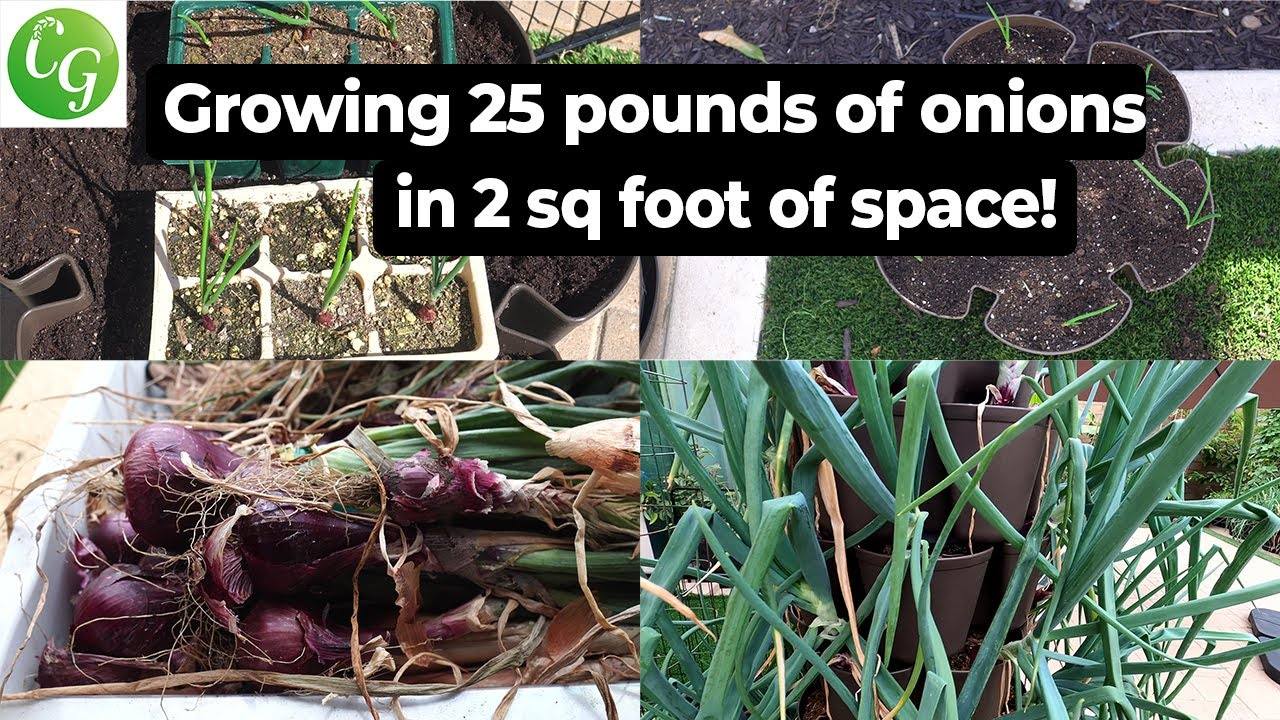 Growing 42 Onions in 2 sq. ft. space - Over 25 lbs Onions Harvested!