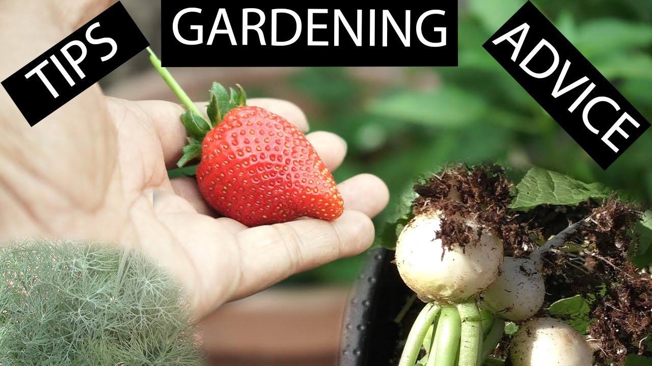 Garden Potpourri - Episode 3: Gardening Tips, Advice & More!