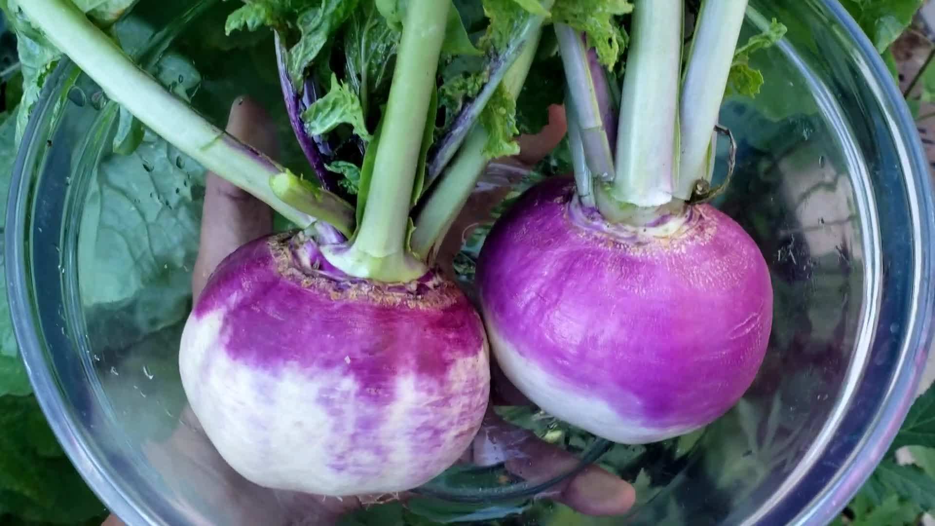 Harvesting turnips at the right size