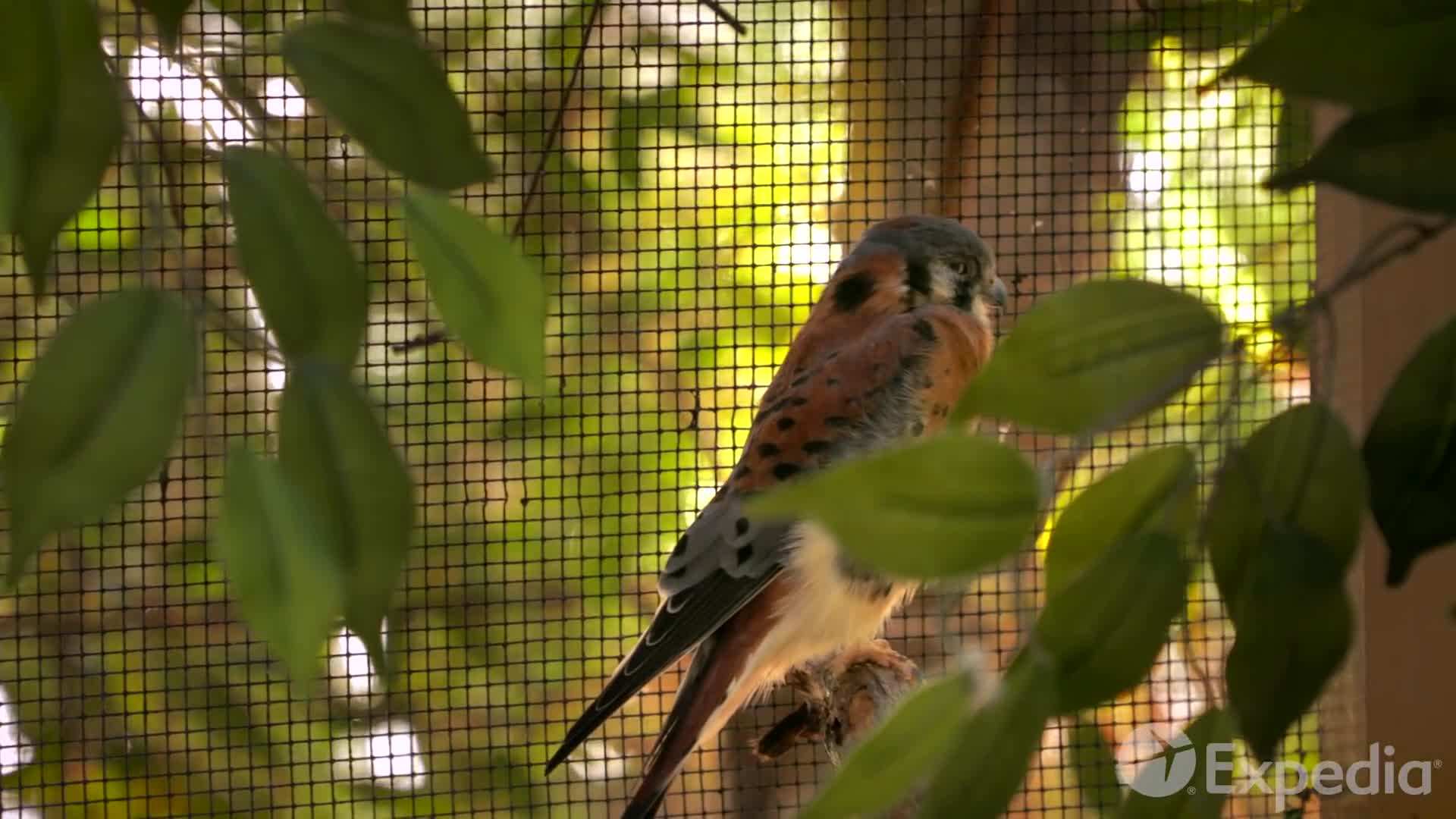 Snorkeling in John Pennekamp Coral Reef State Park