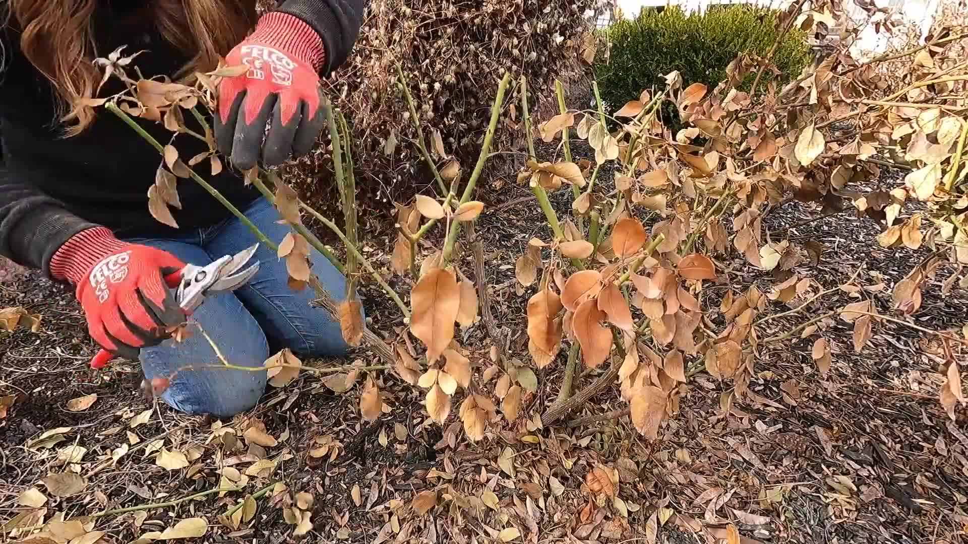 Pruning Shrub Roses