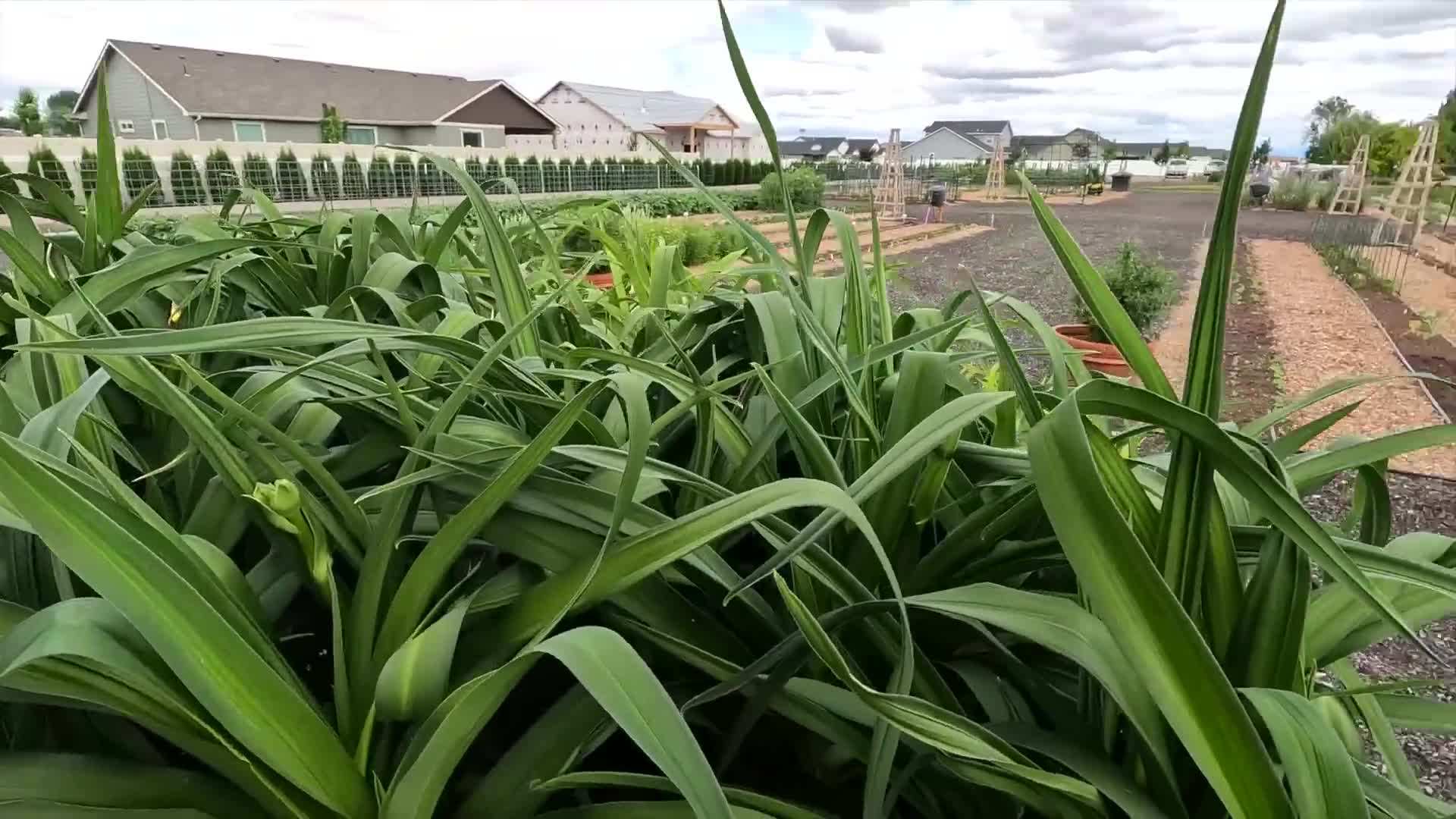 Rainbow Rhythm® 'Storm Shelter' Daylily