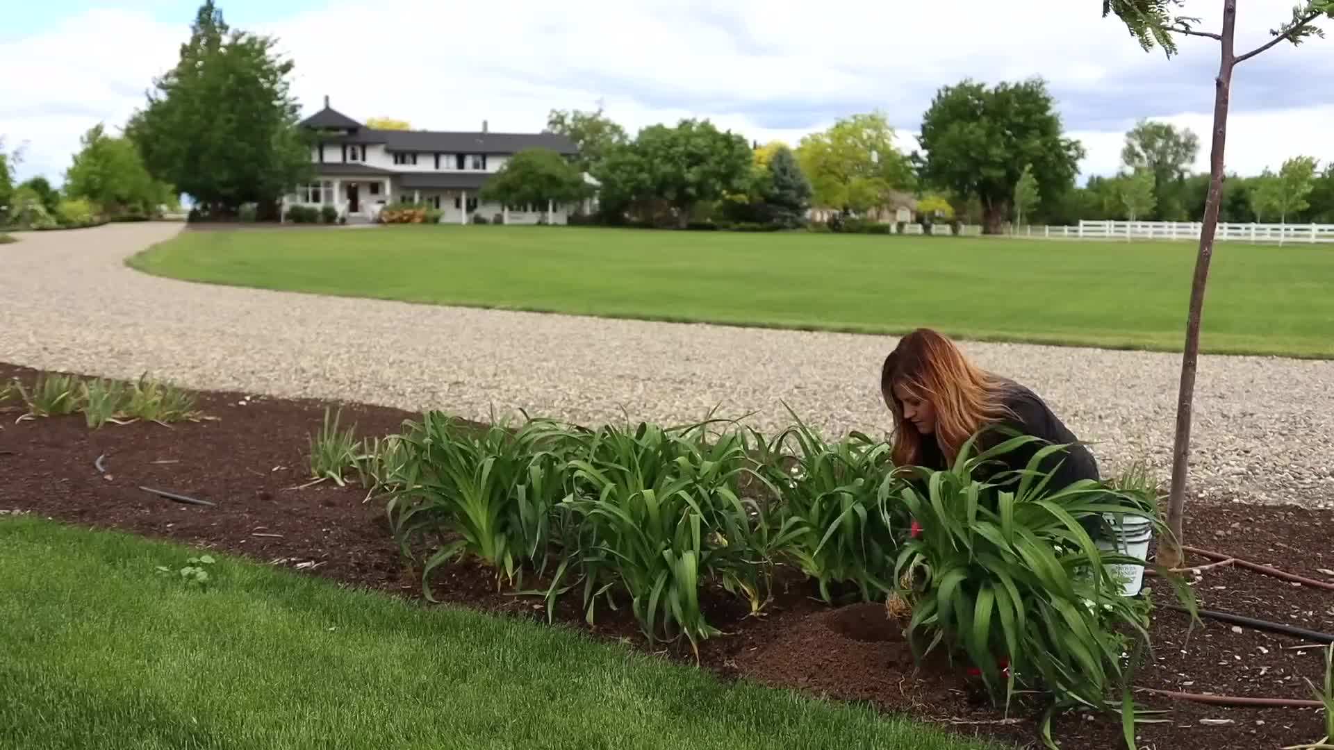Planting daylilies in the garden