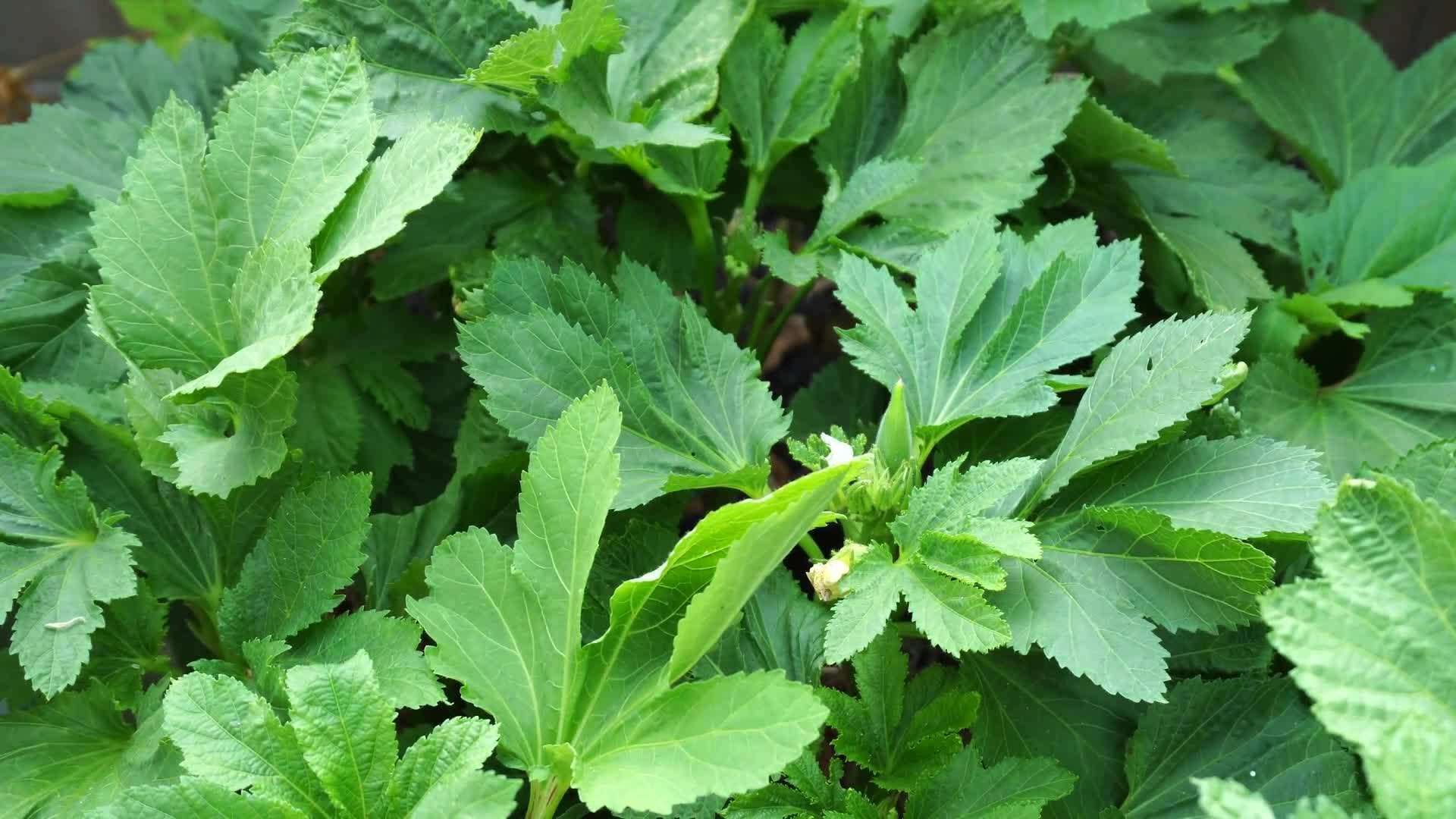 Using a drip irrigation system for consistent watering