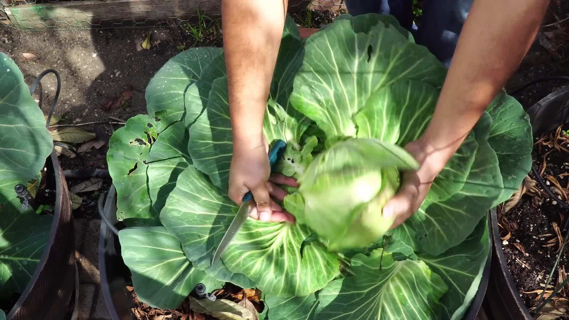 Abundance of ripe tomatoes