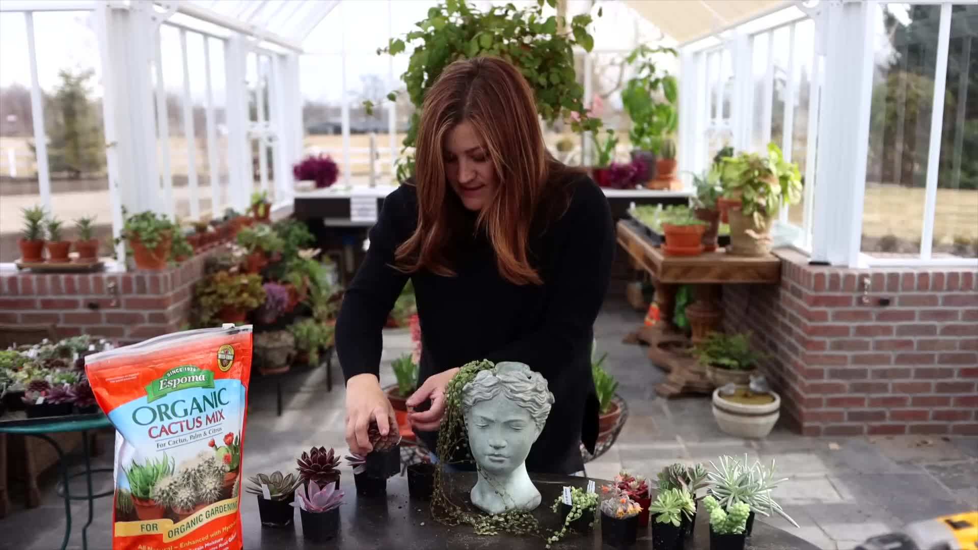 Loosening the roots for easy planting