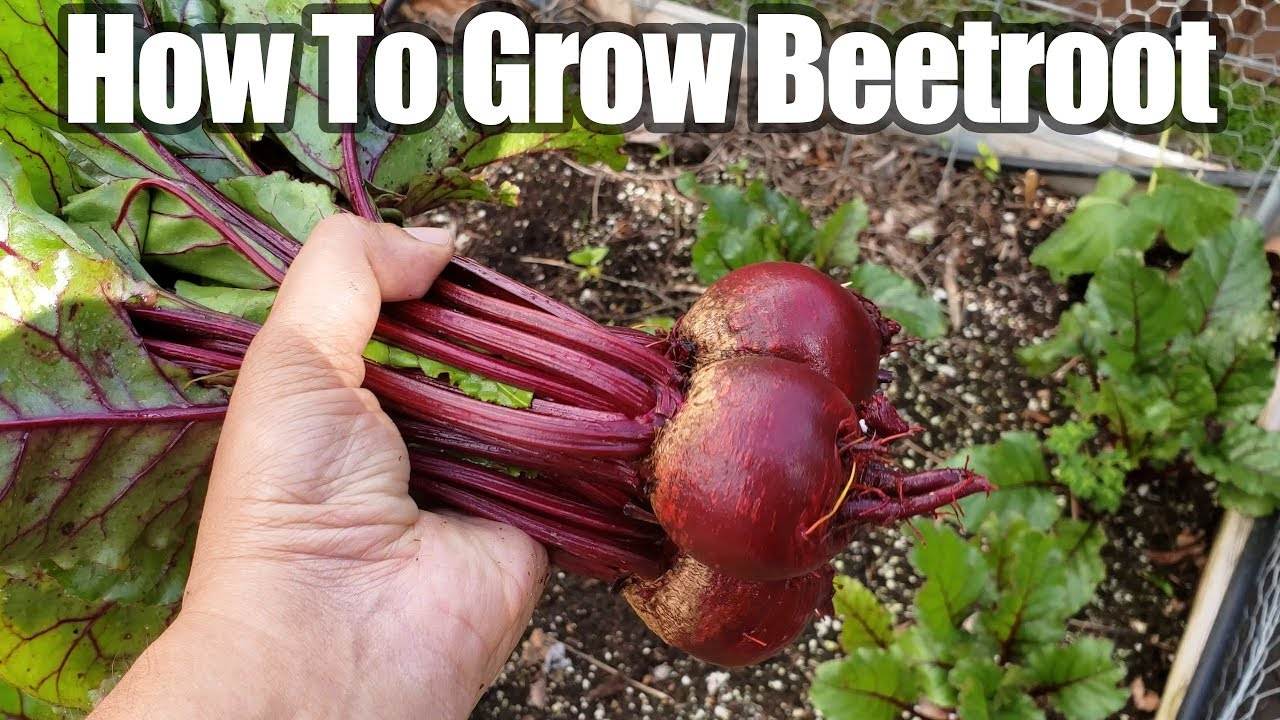 Growing Beetroot or Beets In Your Vegetable Garden - A Comprehensive Guide