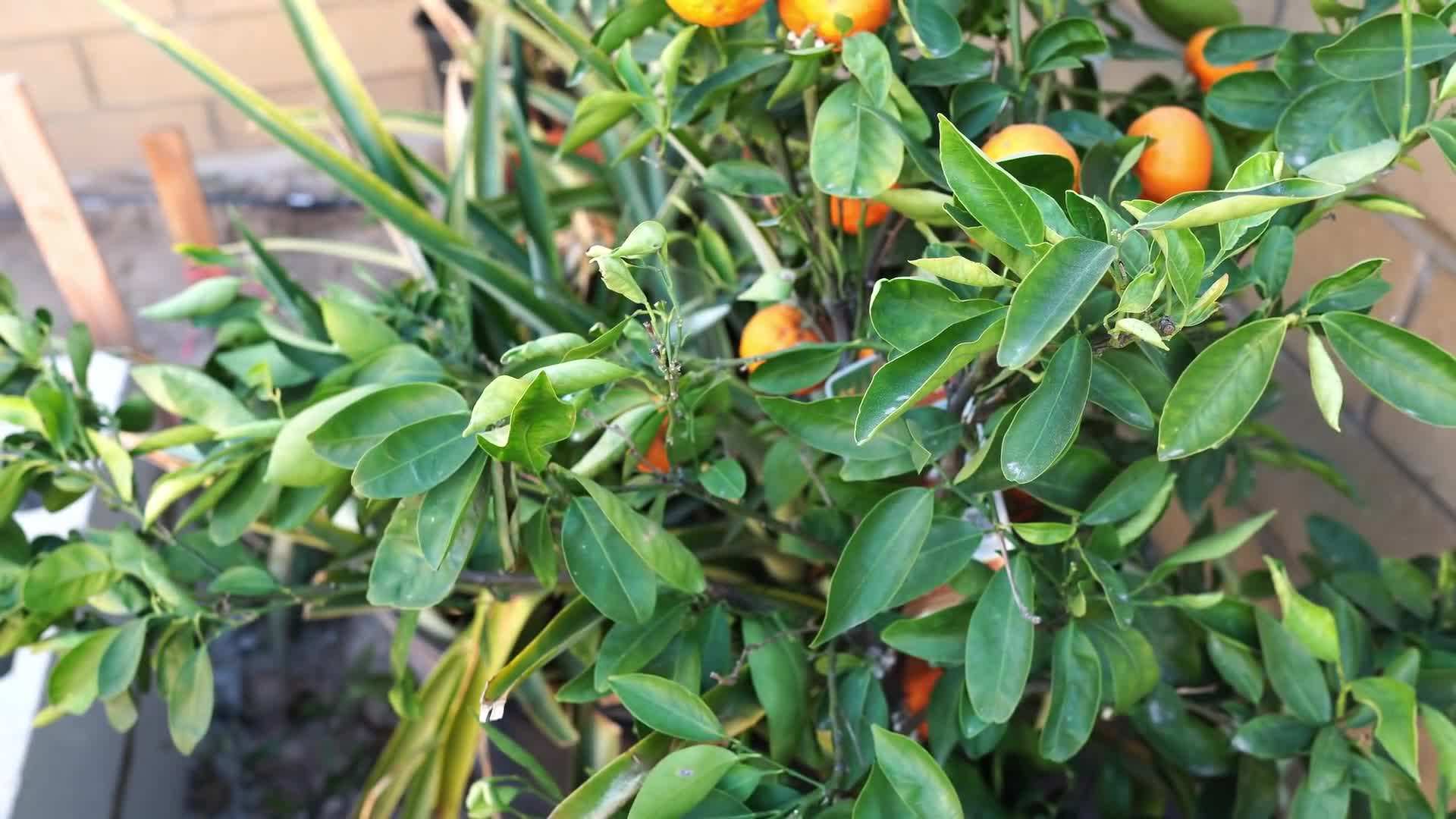 Attracting beneficial insects with flowering herbs