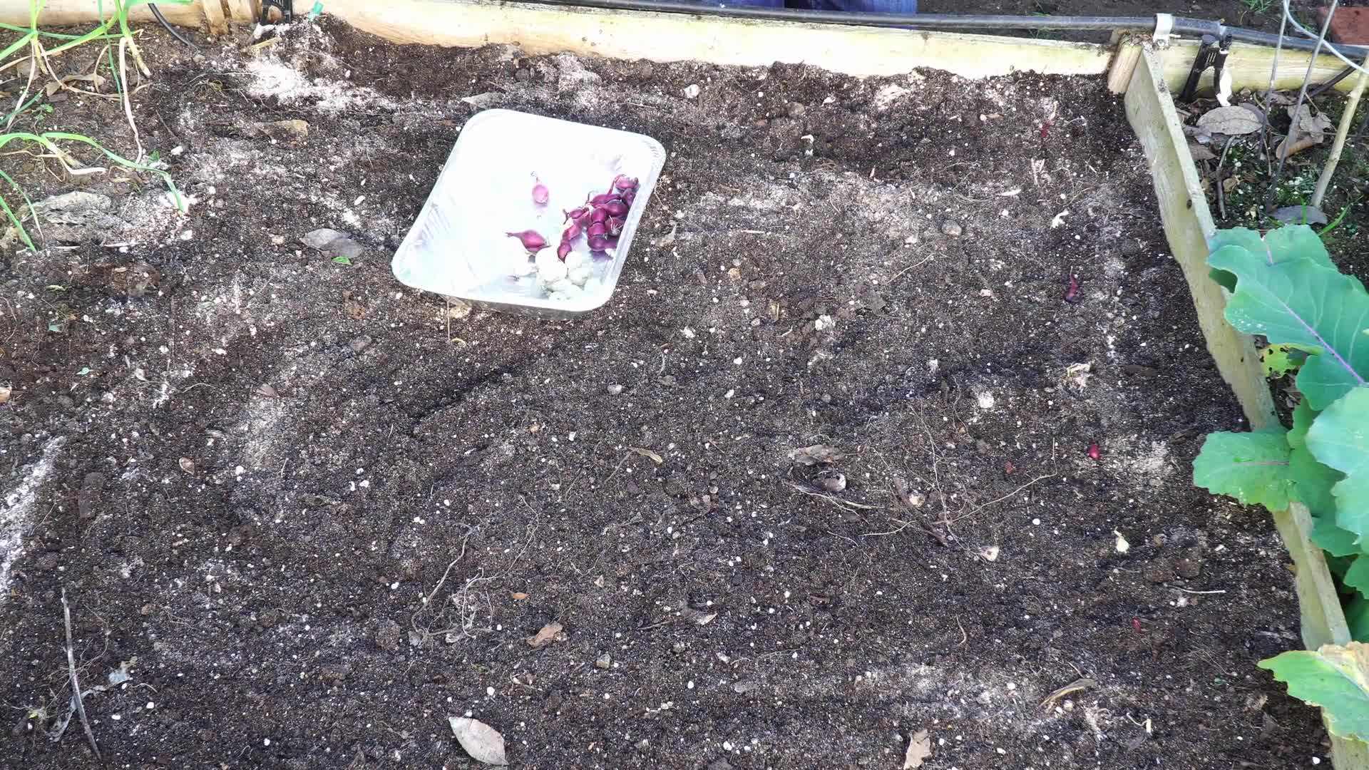 Illustration of selecting healthy onion sets from a reputable source