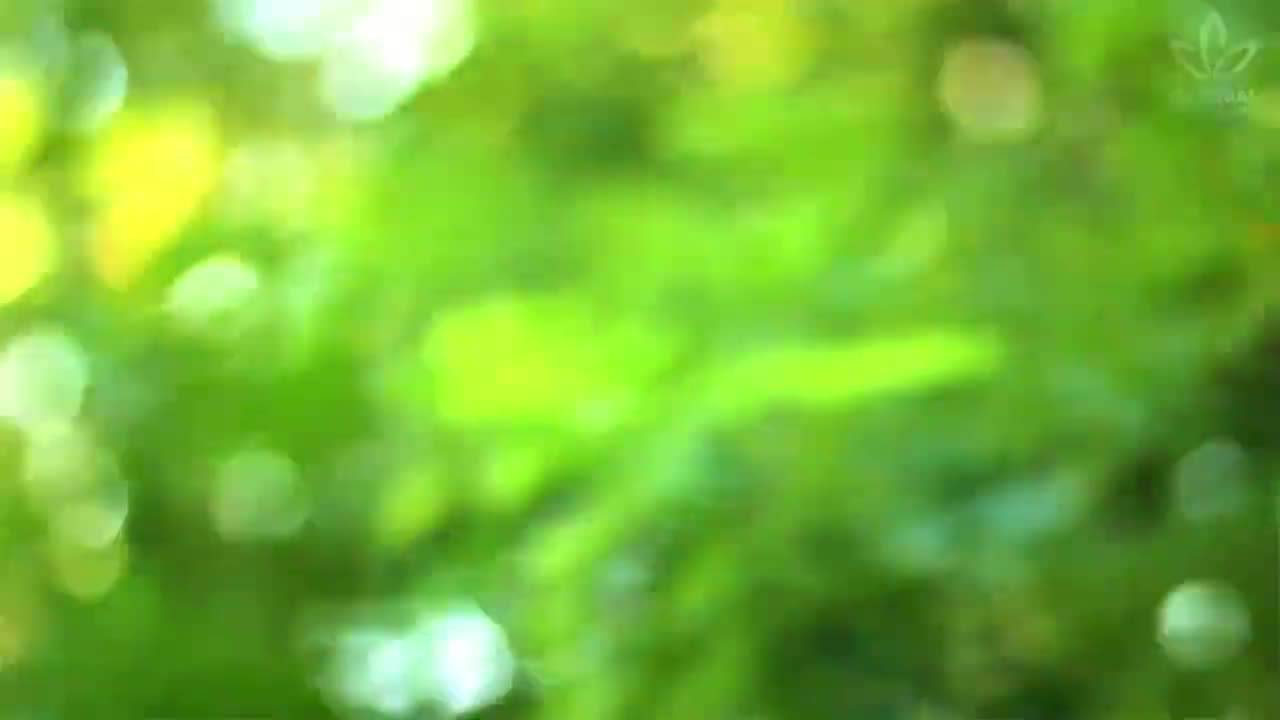 A Variety of Sunflower Seeds