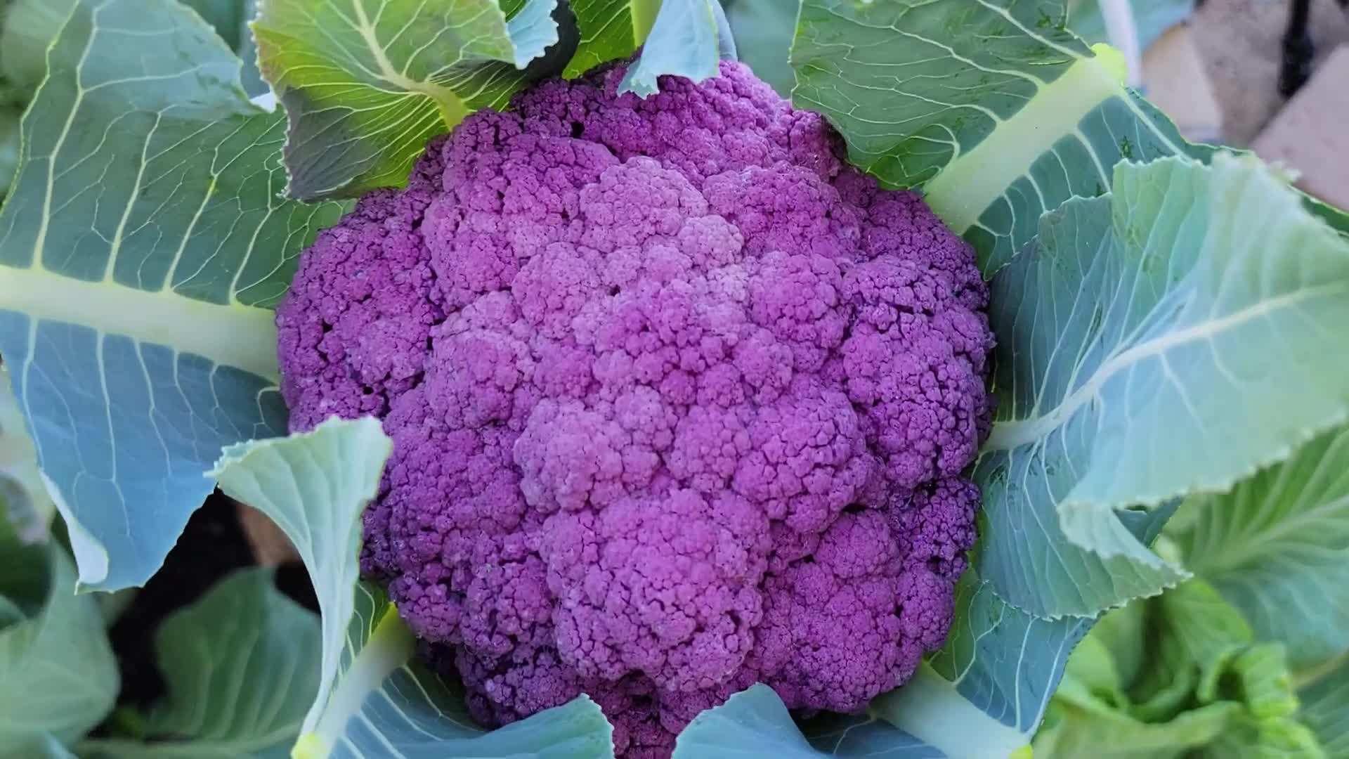 Starting cauliflower seeds indoors