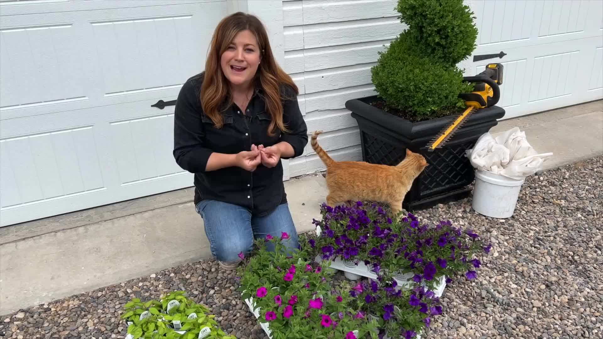 Supertunia Vista Jazzberry Petunia