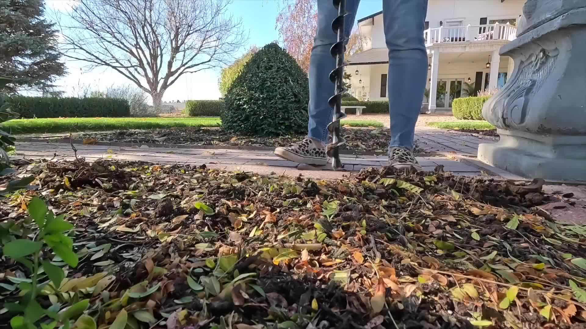 Planting tulip bulbs