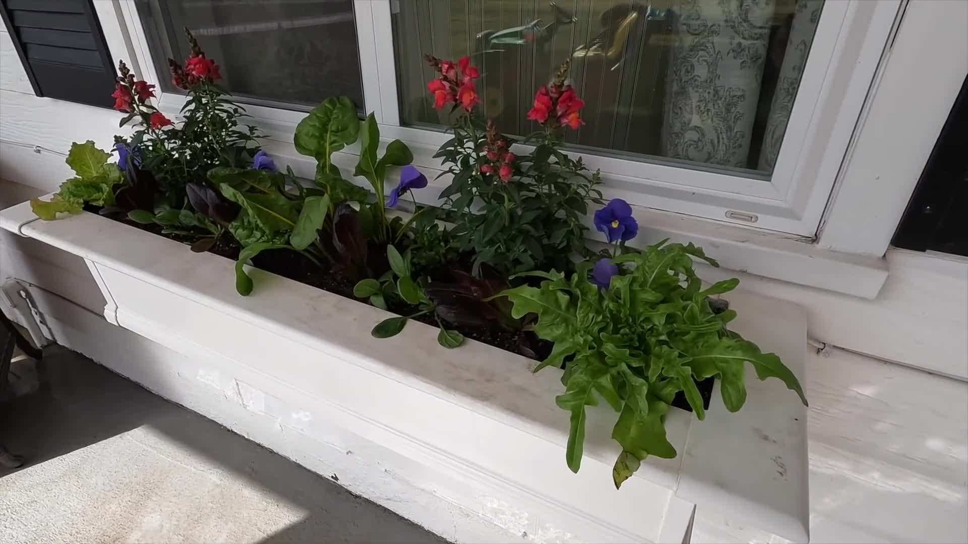Herb plants like basil and parsley are perfect for window gardens