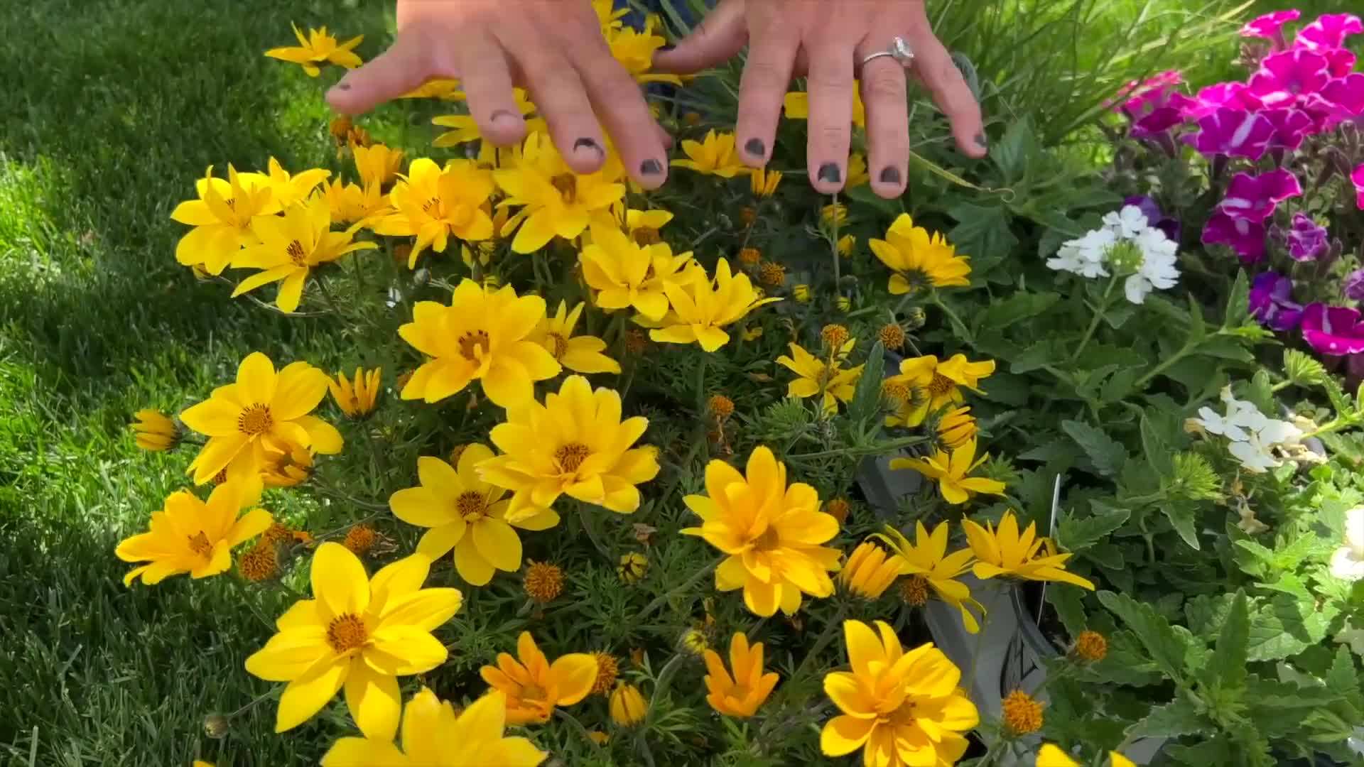 Containers showcasing vibrant sun-loving plants