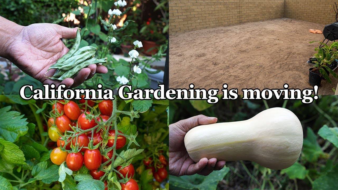 Important Announcement From California Gardening + Summer Vegetable Harvests