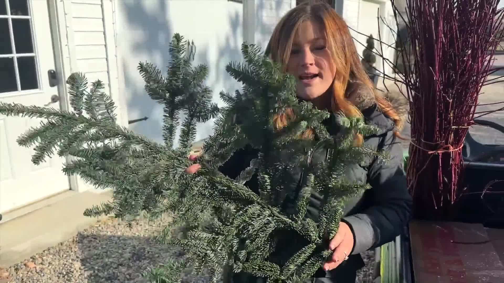 Selection of evergreen plants and seasonal flowers