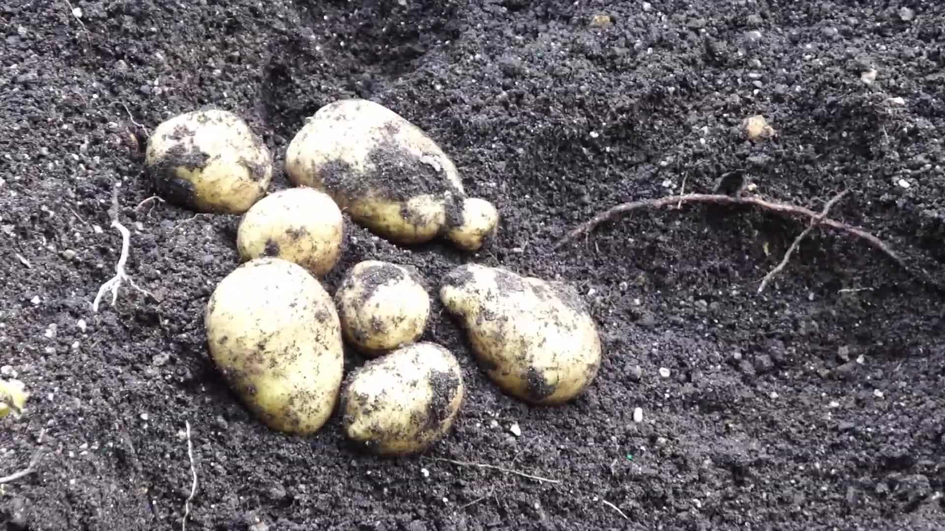 Hilling the potato plants
