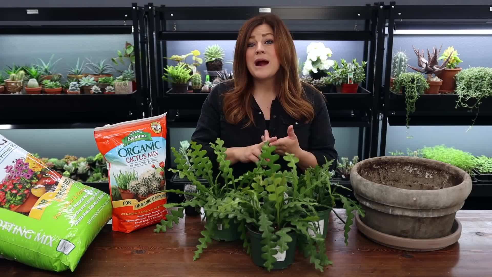 Espoma Organic Potting Soil Mix