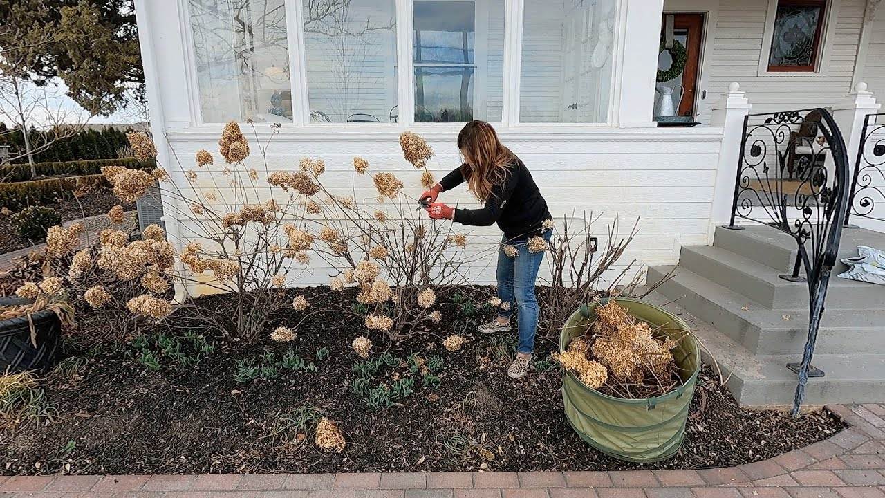 3 Pruning Chores: Hellebores, Shrub Roses & Panicle Hydrangeas
