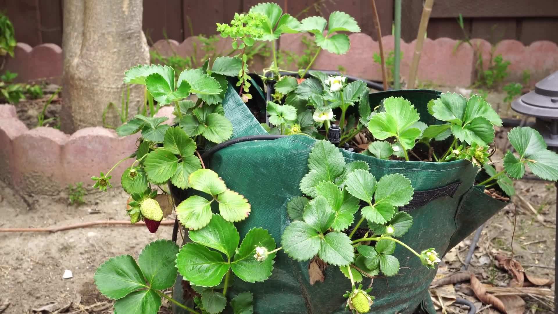 Proper spacing for optimal growth