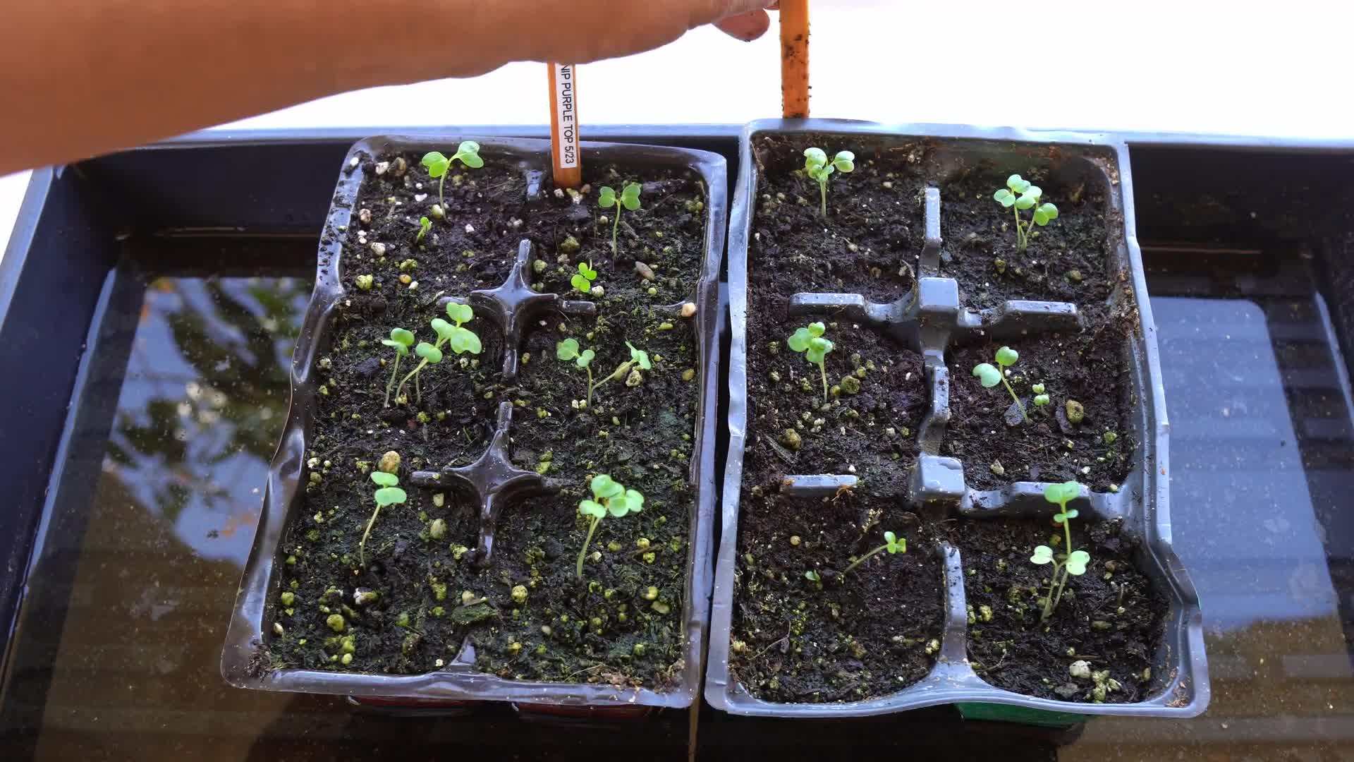 Choosing the right container for growing turnips