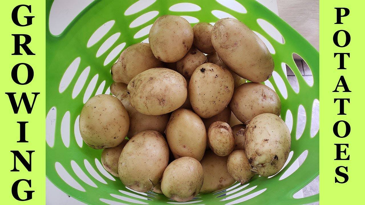 How to Easily Grow Yukon Gold Potatoes in Raised Beds