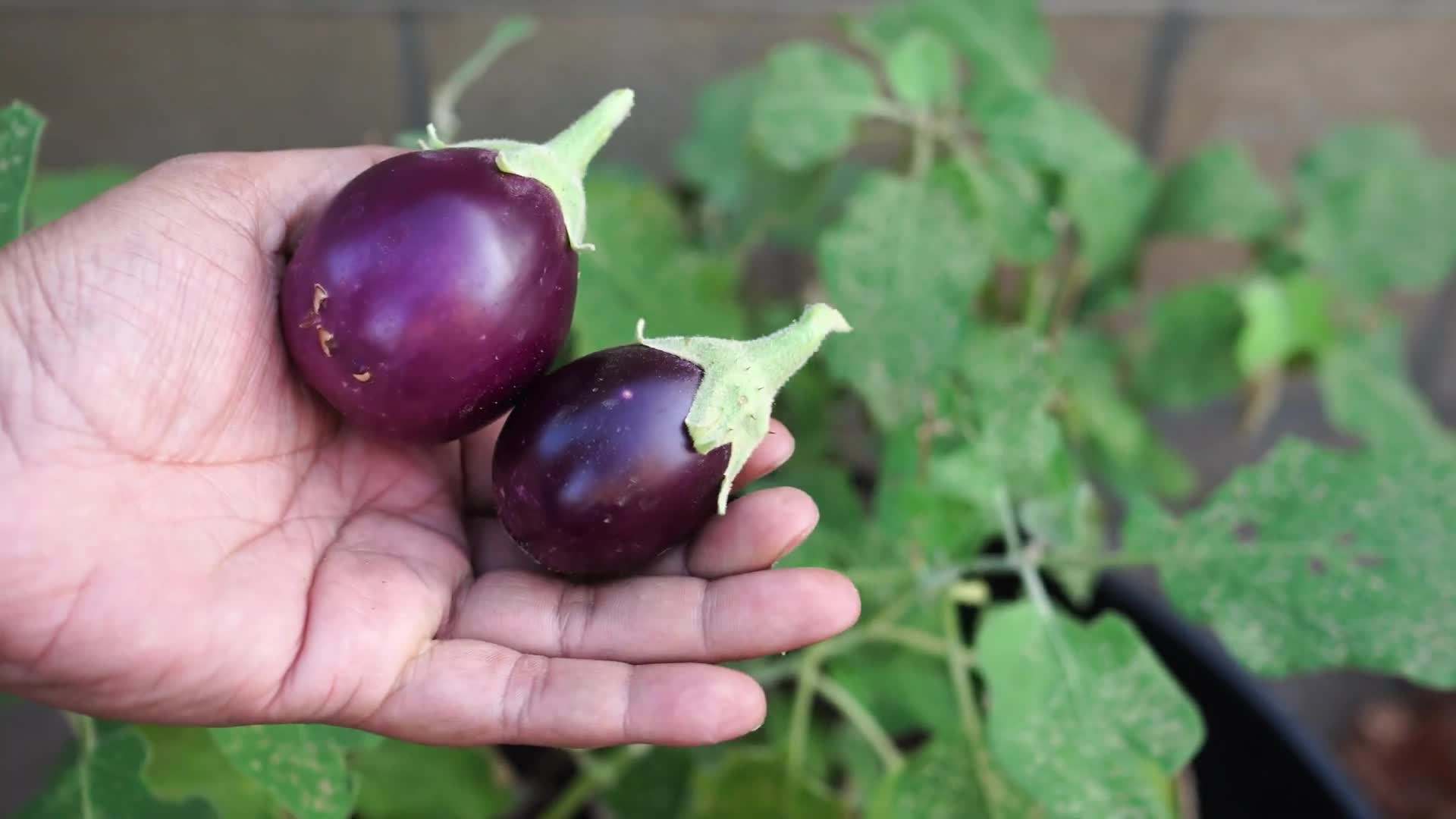 Colorful Peppers Galore
