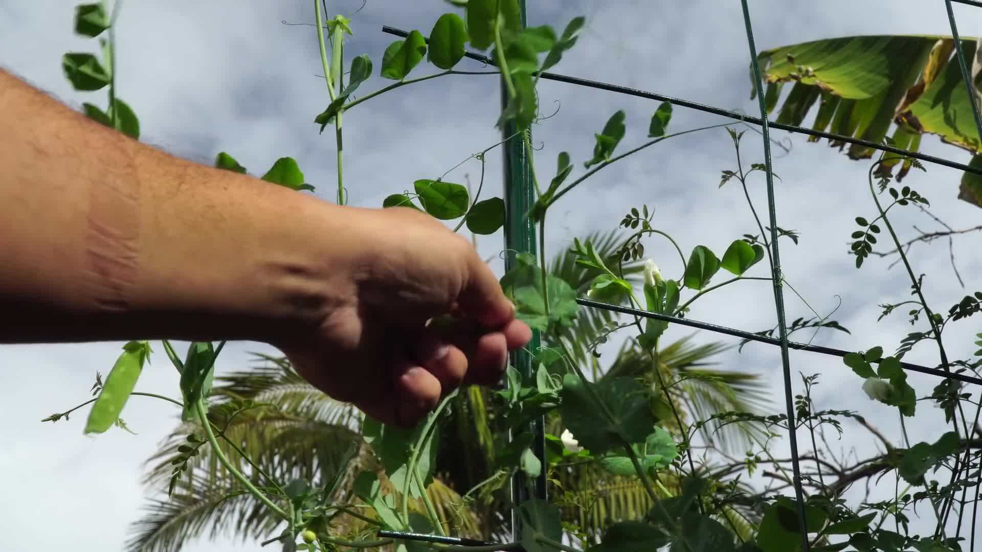 Sowing seeds for cool-season crops