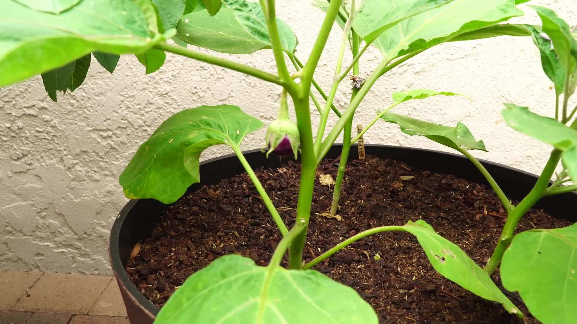 Pruning Container Eggplants