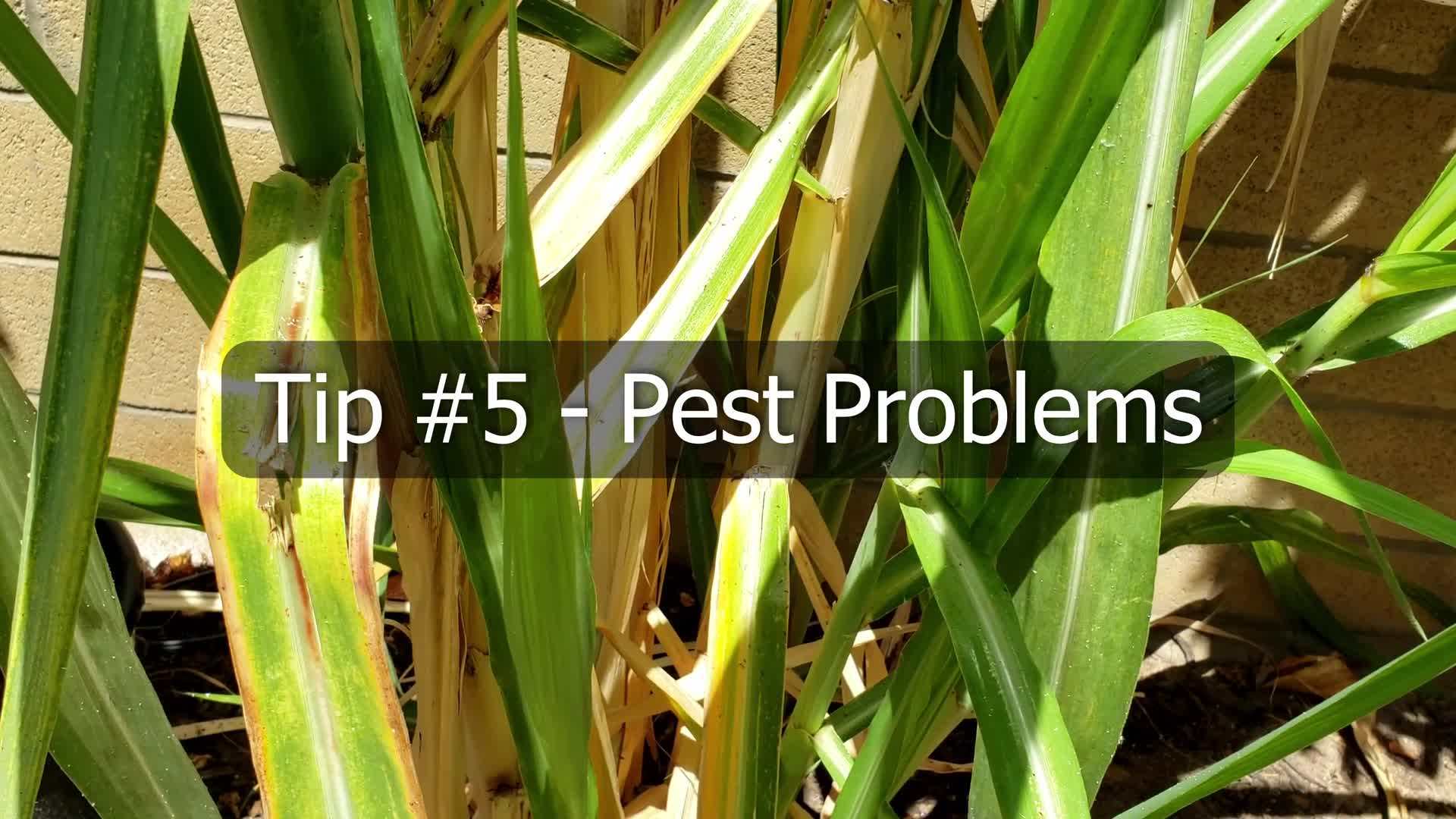 Preparing the soil for sugarcane planting