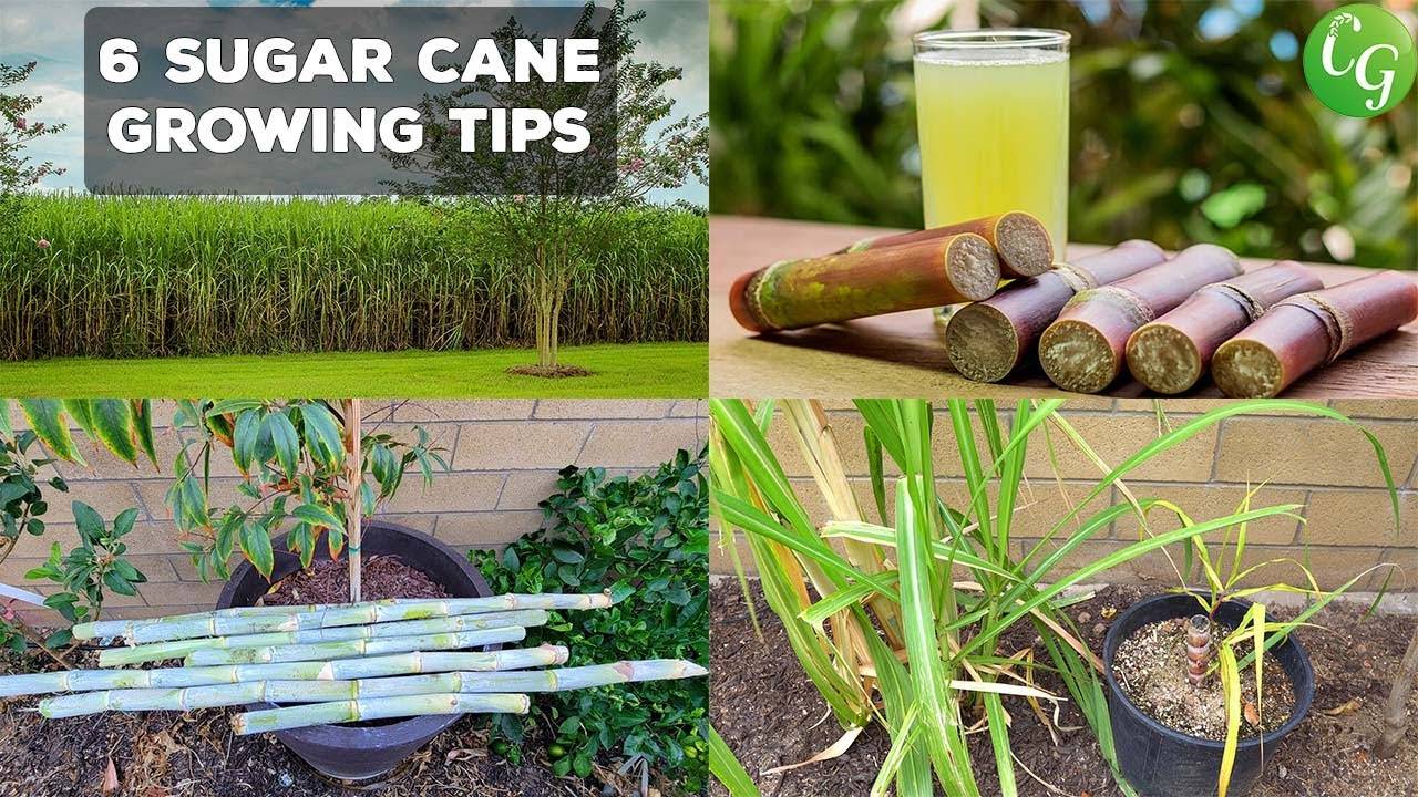Mastering Sugar Cane Cultivation: Easy Steps to Grow and Harvest in Your Home Garden