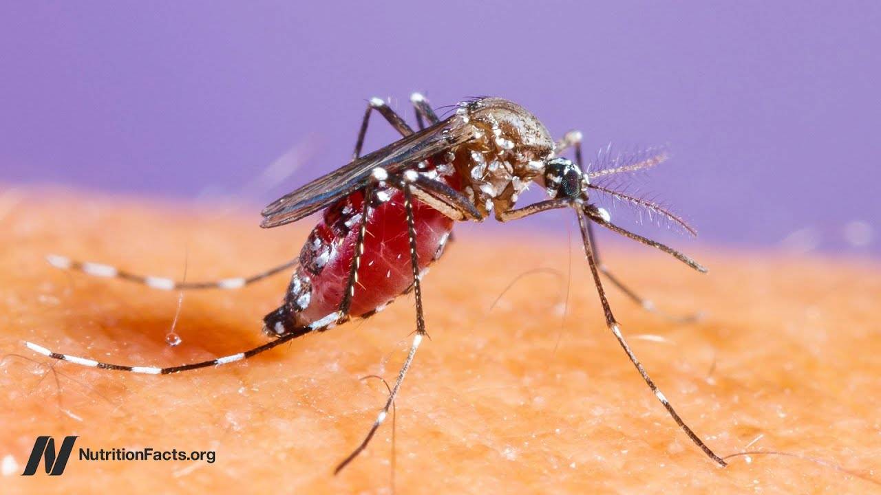 Are Beer, Bananas, and B Vitamins Mosquito Repellents?