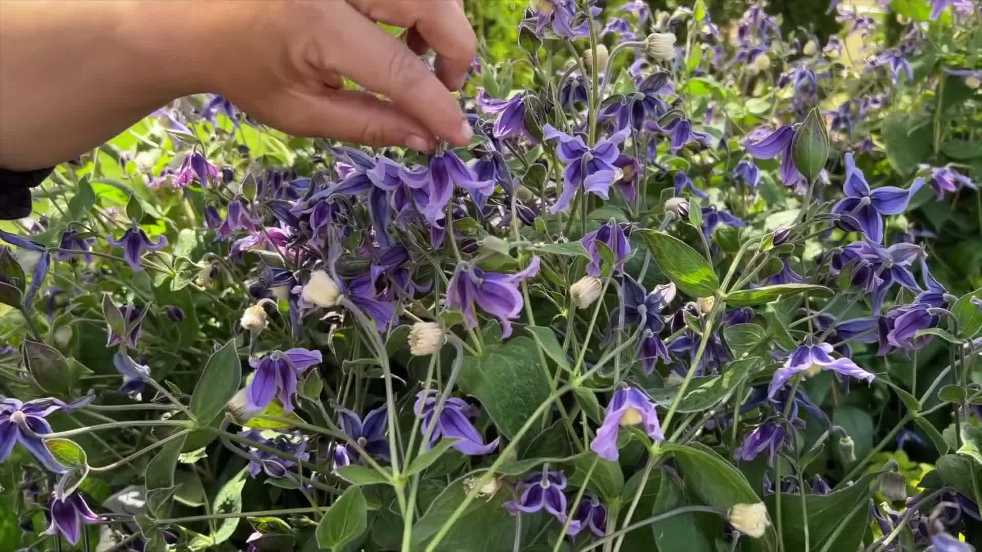 Selecting an ideal location for your plants