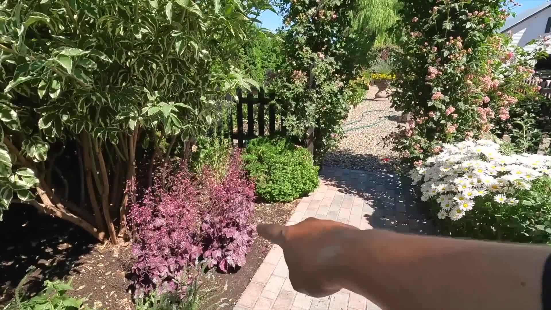 Before and after pruning climbing roses