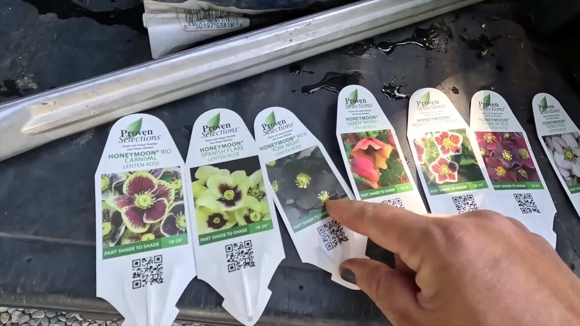 Step-by-step demonstration of planting fall containers