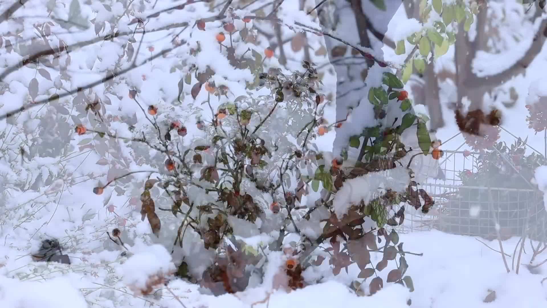 A variety of garden foraged materials for making wreaths