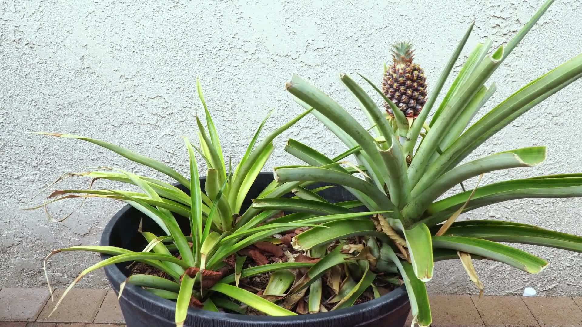 Planting the pineapple crown in a container