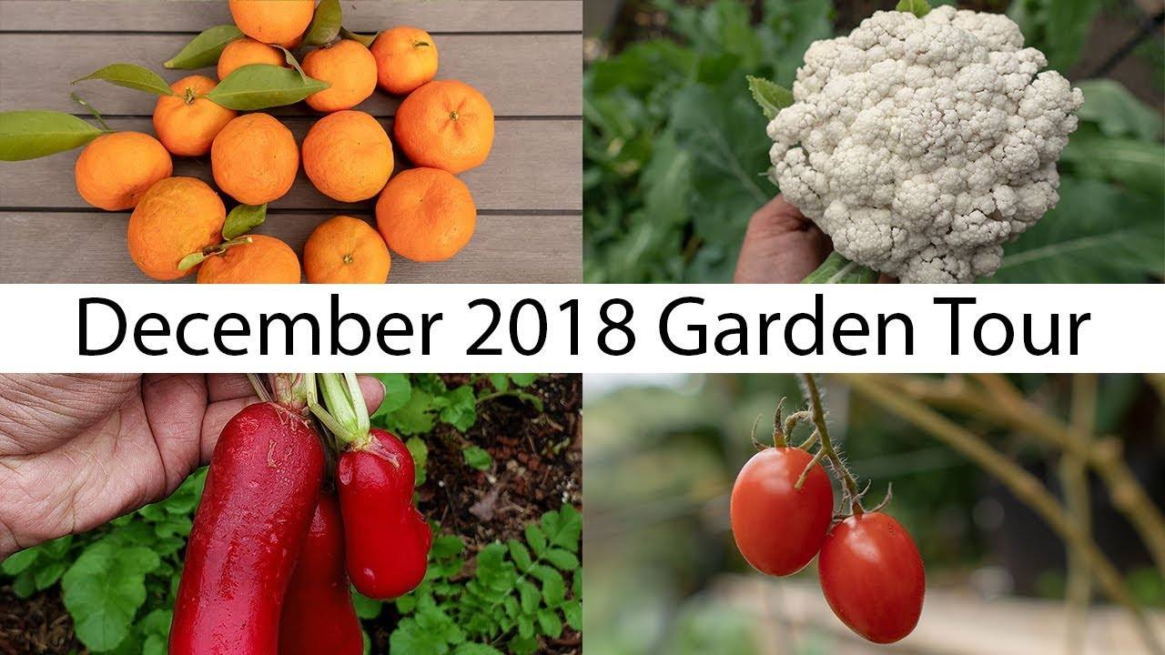 California Garden - December Garden Tour: Gardening Tips, Harvests & More!