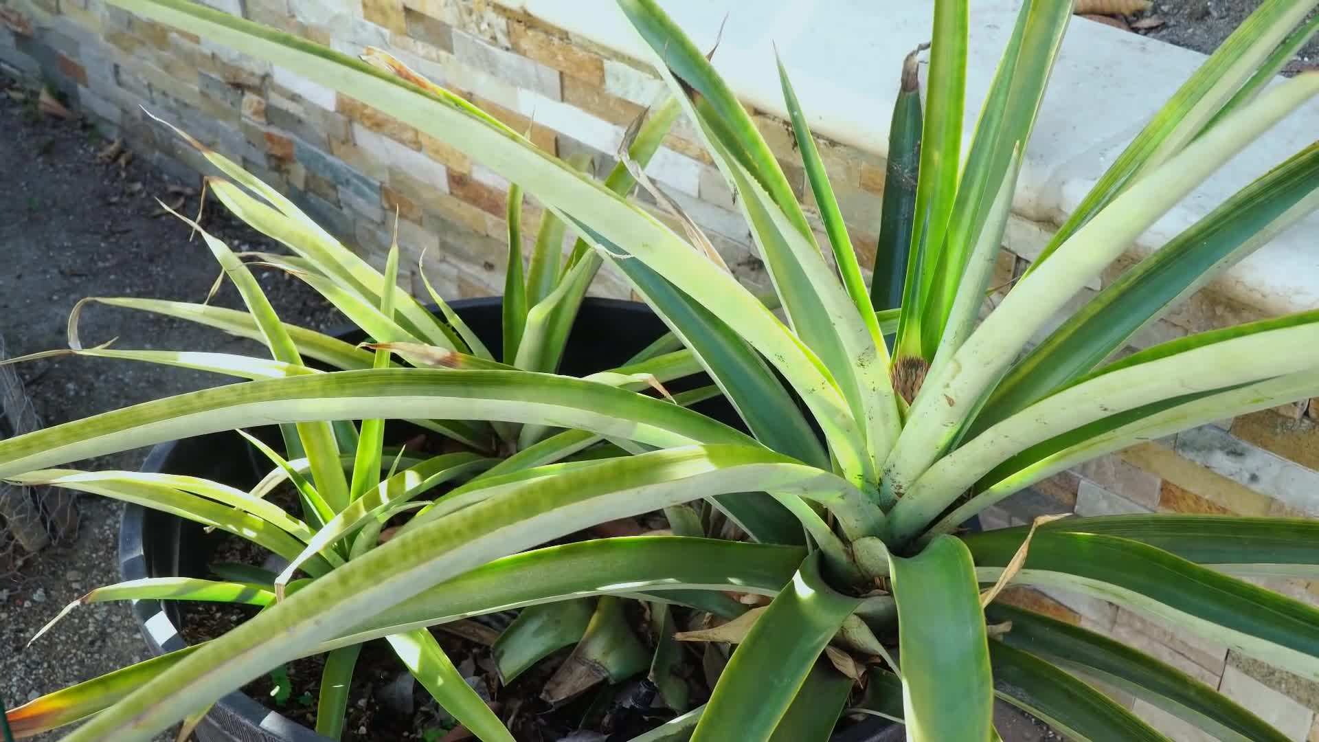 Removing the crown from the mother pineapple