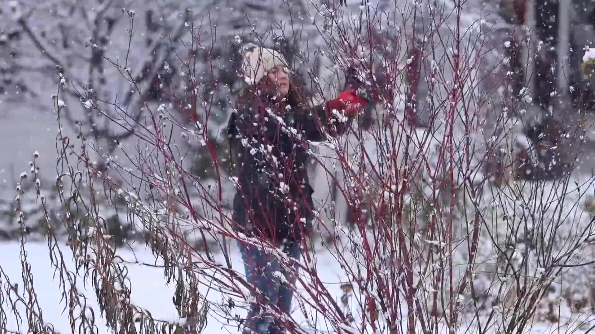 Pinecones and branches with interesting shapes